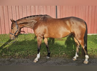 Más caballos centroeuropeos, Caballo castrado, 6 años, 160 cm, Castaño