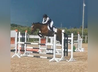 Más caballos centroeuropeos, Caballo castrado, 6 años, 160 cm, Castaño