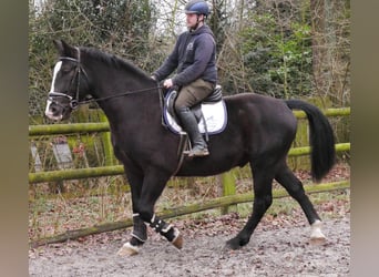 Más caballos centroeuropeos Mestizo, Caballo castrado, 6 años, 160 cm, Negro