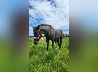 Más caballos centroeuropeos, Caballo castrado, 6 años, 160 cm, Ruano azulado