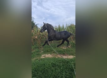 Más caballos centroeuropeos, Caballo castrado, 6 años, 160 cm