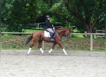 Más caballos centroeuropeos, Caballo castrado, 6 años, 162 cm, Alazán