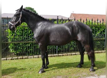 Más caballos centroeuropeos, Caballo castrado, 6 años, 162 cm