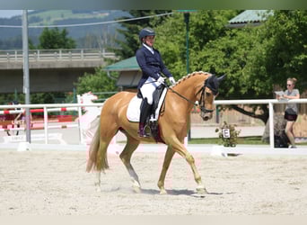 Más caballos centroeuropeos Mestizo, Caballo castrado, 6 años, 162 cm, Palomino