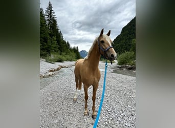Más caballos centroeuropeos Mestizo, Caballo castrado, 6 años, 162 cm, Palomino