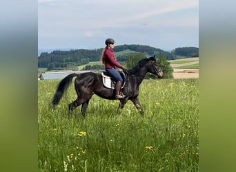Más caballos centroeuropeos, Caballo castrado, 6 años, 163 cm, Castaño oscuro
