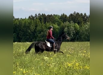 Más caballos centroeuropeos, Caballo castrado, 6 años, 163 cm, Castaño oscuro