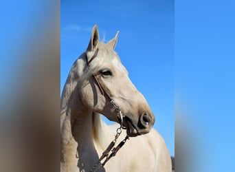 Más caballos centroeuropeos, Caballo castrado, 6 años, 163 cm, Palomino