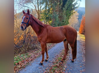 Más caballos centroeuropeos, Caballo castrado, 6 años, 165 cm, Alazán