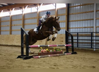 Más caballos centroeuropeos, Caballo castrado, 6 años, 165 cm, Alazán-tostado