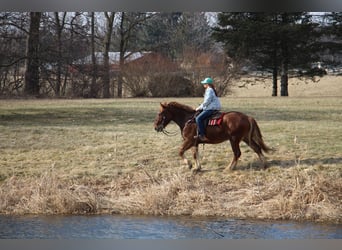 Más caballos centroeuropeos, Caballo castrado, 6 años, 165 cm, Alazán-tostado