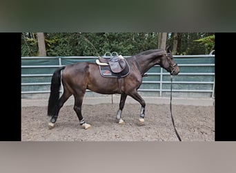 Más caballos centroeuropeos Mestizo, Caballo castrado, 6 años, 165 cm, Morcillo