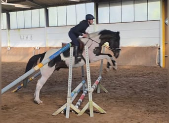Más caballos centroeuropeos, Caballo castrado, 6 años, 165 cm, Pío
