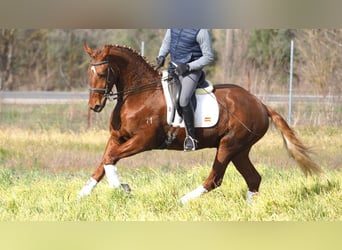 Más caballos centroeuropeos, Caballo castrado, 6 años, 166 cm, Alazán-tostado