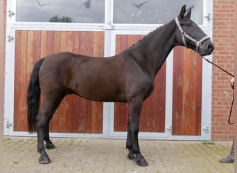 Más caballos centroeuropeos, Caballo castrado, 6 años, 166 cm