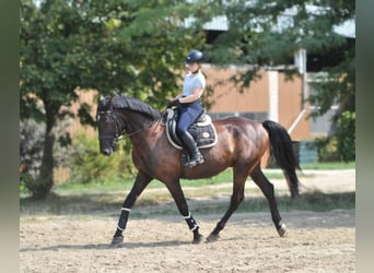 Más caballos centroeuropeos, Caballo castrado, 6 años, 166 cm, Castaño oscuro