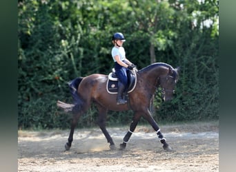 Más caballos centroeuropeos, Caballo castrado, 6 años, 166 cm, Castaño oscuro