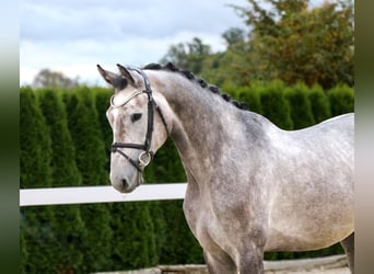 Más caballos centroeuropeos, Caballo castrado, 6 años, 166 cm, Tordo