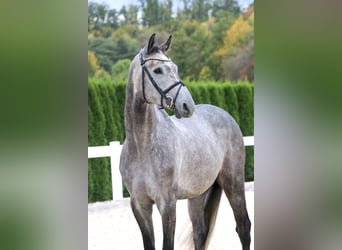 Más caballos centroeuropeos, Caballo castrado, 6 años, 166 cm, Tordo