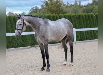 Más caballos centroeuropeos, Caballo castrado, 6 años, 166 cm, Tordo