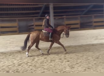 Más caballos centroeuropeos, Caballo castrado, 6 años, 168 cm, Alazán