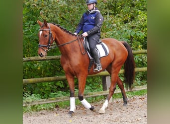 Más caballos centroeuropeos, Caballo castrado, 6 años, 168 cm