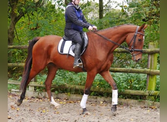 Más caballos centroeuropeos, Caballo castrado, 6 años, 168 cm