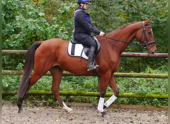 Más caballos centroeuropeos, Caballo castrado, 6 años, 168 cm