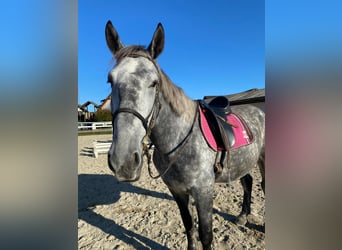 Más caballos centroeuropeos, Caballo castrado, 6 años, 168 cm, Tordo