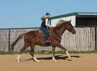 Más caballos centroeuropeos, Caballo castrado, 6 años, 170 cm, Alazán-tostado