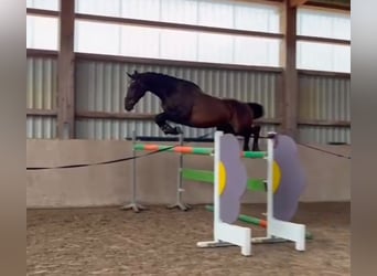 Más caballos centroeuropeos, Caballo castrado, 6 años, 170 cm, Castaño