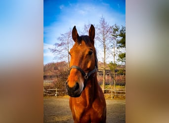Más caballos centroeuropeos, Caballo castrado, 6 años, 170 cm, Castaño