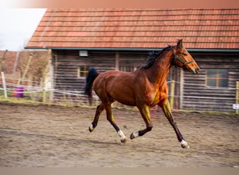 Más caballos centroeuropeos, Caballo castrado, 6 años, 170 cm, Castaño