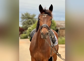 Más caballos centroeuropeos, Caballo castrado, 6 años, 170 cm, Castaño