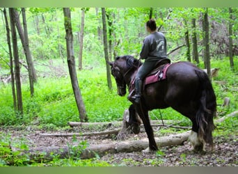 Más caballos centroeuropeos, Caballo castrado, 6 años, 170 cm, Negro