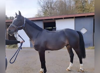 Más caballos centroeuropeos, Caballo castrado, 6 años, 170 cm, Negro