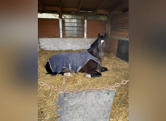 Más caballos centroeuropeos, Caballo castrado, 6 años, 170 cm, Negro