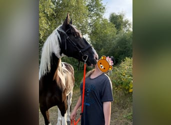 Más caballos centroeuropeos, Caballo castrado, 6 años, 170 cm, Pío