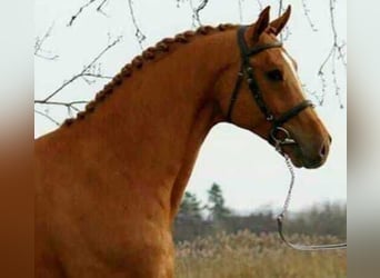 Más caballos centroeuropeos, Caballo castrado, 6 años, 172 cm, Alazán-tostado