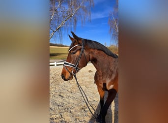 Más caballos centroeuropeos, Caballo castrado, 6 años, 173 cm, Castaño