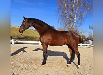 Más caballos centroeuropeos, Caballo castrado, 6 años, 173 cm, Castaño