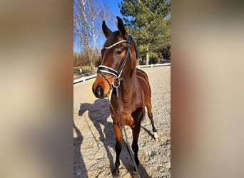 Más caballos centroeuropeos, Caballo castrado, 6 años, 173 cm, Castaño