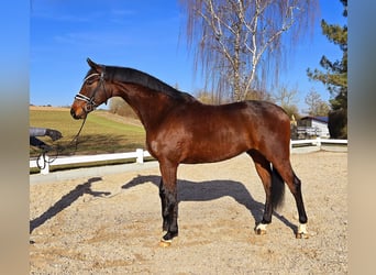 Más caballos centroeuropeos, Caballo castrado, 6 años, 173 cm, Castaño