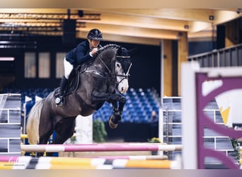 Más caballos centroeuropeos, Caballo castrado, 6 años, 173 cm, Tordo