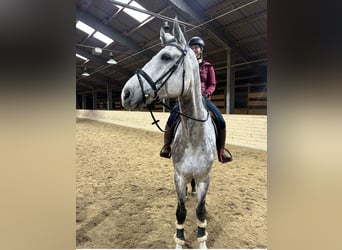 Más caballos centroeuropeos, Caballo castrado, 6 años, 182 cm, Tordo rodado