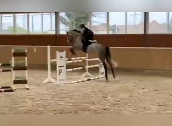 Más caballos centroeuropeos, Caballo castrado, 6 años, 182 cm, Tordo rodado
