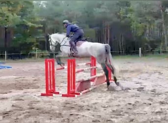 Más caballos centroeuropeos, Caballo castrado, 6 años, 182 cm, Tordo rodado