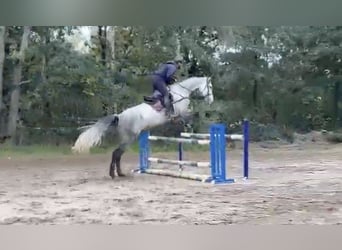 Más caballos centroeuropeos, Caballo castrado, 6 años, 182 cm, Tordo rodado