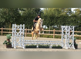 Más caballos centroeuropeos, Caballo castrado, 7 años, 148 cm, Palomino