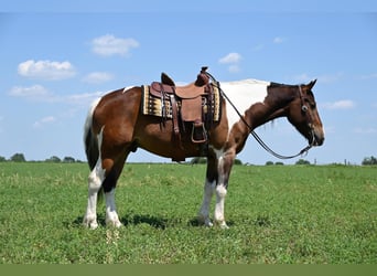 Más caballos centroeuropeos, Caballo castrado, 7 años, 157 cm, Tobiano-todas las-capas